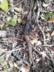 Cachryx alfredschmidti