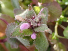 Lamium maculatum