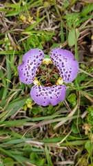 Cypella brasiliensis