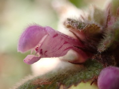 Lamium maculatum