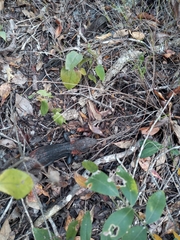 Cachryx alfredschmidti