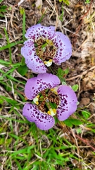 Cypella brasiliensis