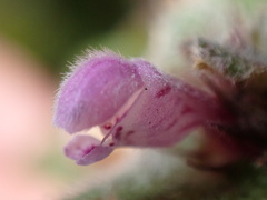 Lamium maculatum