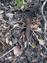 Cachryx alfredschmidti