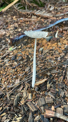 Lanatulae