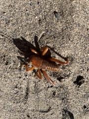 Cratomelus armatus
