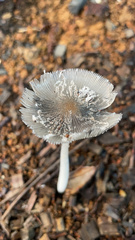 Lanatulae