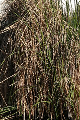 Schoenoplectus americanus