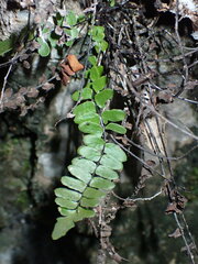 Asplenium resiliens