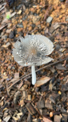Lanatulae