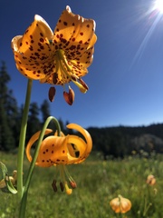 Lilium pardalinum wigginsii