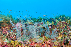 Macrorhynchia phoenicea