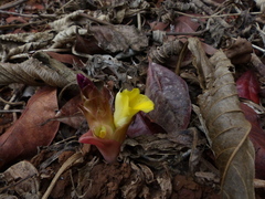 Curcuma pseudomontana