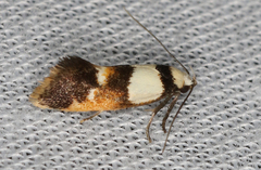 Crepidosceles glycydora