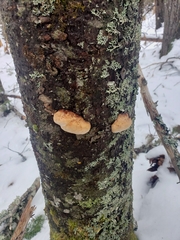 Aleurodiscus amorphus