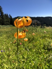 Lilium pardalinum wigginsii