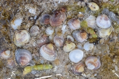 Cerastoderma glaucum