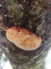 Aleurodiscus amorphus