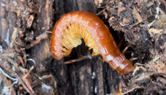 Scolopocryptops spinicaudus