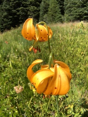 Lilium pardalinum wigginsii