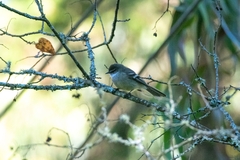 Mecocerculus leucophrys