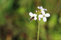 Eristalis abusiva