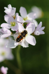 Eristalis arbustorum