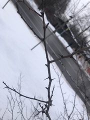 Berberis vulgaris