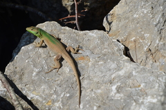 Podarcis melisellensis