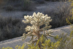 Cylindropuntia fulgida