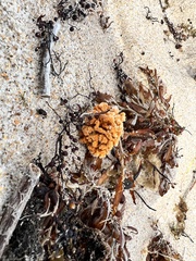 Clathria prolifera