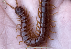 Scolopocryptops spinicaudus