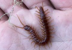 Scolopocryptops spinicaudus