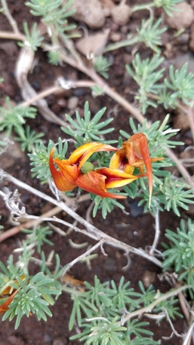 Lotus maculatus, photograph 1