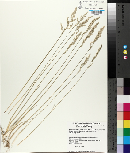 plains bluegrass (Poa arida)