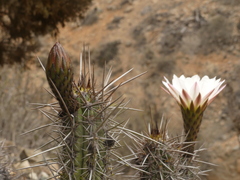 Trichocereus deserticola