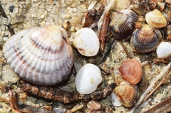 Cerastoderma glaucum