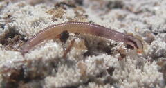 Keroplatus