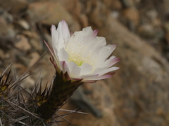 Trichocereus deserticola