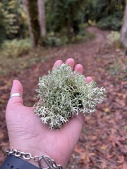 Evernia