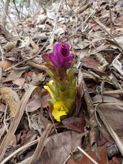 Curcuma pseudomontana