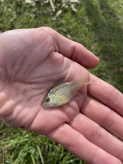 Lepomis marginatus