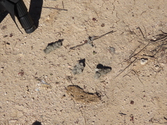 Vulpes vulpes silacea