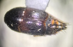 Sepedophilus