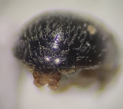 Sepedophilus