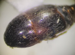 Sepedophilus