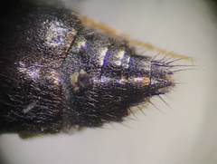 Sepedophilus
