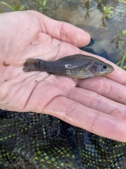 Aphredoderus sayanus