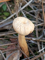 Chroogomphus tomentosus