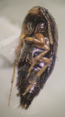 Sepedophilus